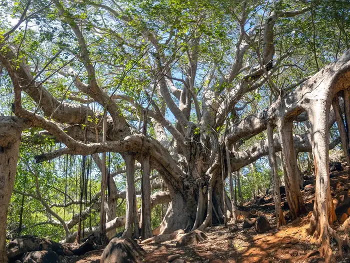 Parc des banians géants près du domaine de Nosy Lonjo